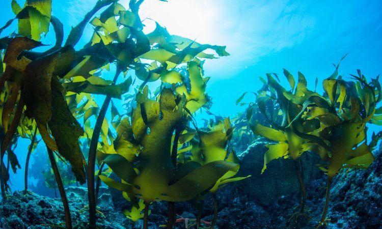 Commercial Seaweed Market